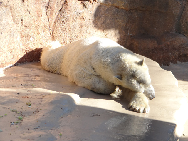 シロクマ19日本平動物園ロッシー2013｜ホッキョクグマと三角コーン