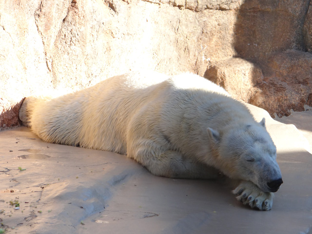 シロクマ20日本平動物園ロッシー2013｜ホッキョクグマと三角コーン