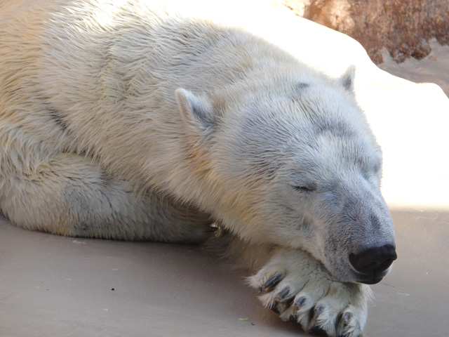 シロクマ21日本平動物園ロッシー2013｜ホッキョクグマと三角コーン