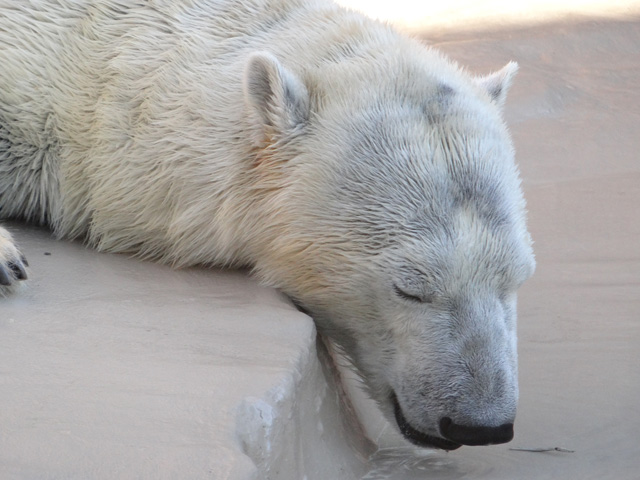 シロクマ22日本平動物園ロッシー2013｜ホッキョクグマと三角コーン