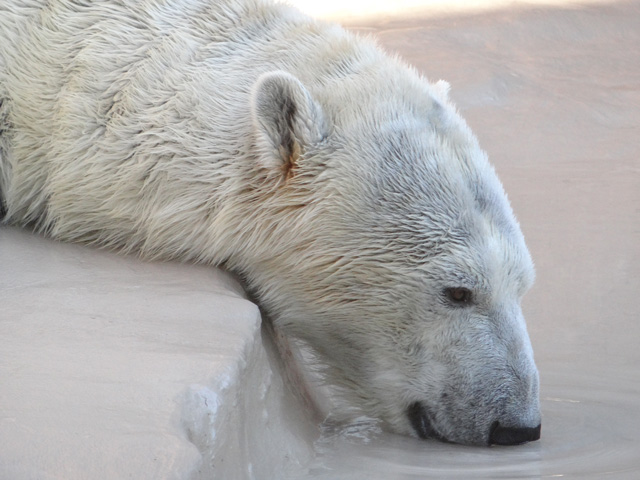 シロクマ23日本平動物園ロッシー2013｜ホッキョクグマと三角コーン