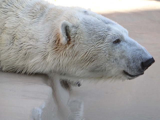 シロクマ24日本平動物園ロッシー2013｜ホッキョクグマと三角コーン