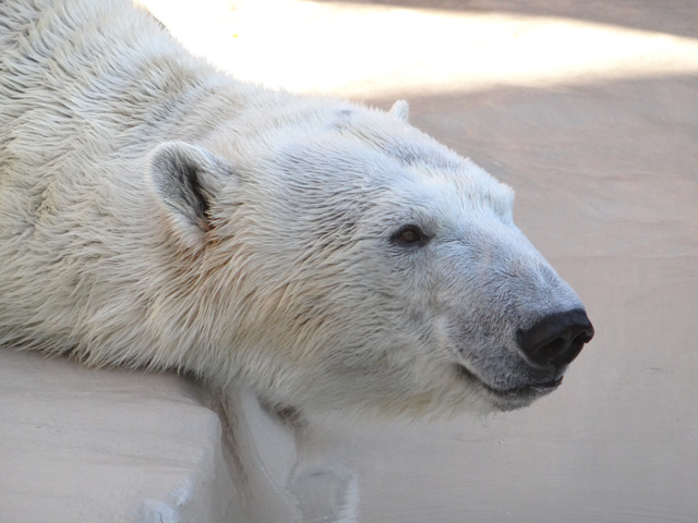 シロクマ25日本平動物園ロッシー2013｜ホッキョクグマと三角コーン