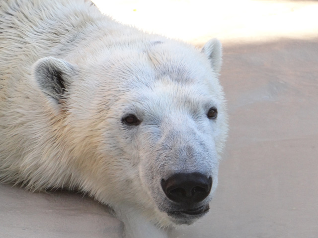 シロクマ26日本平動物園ロッシー2013｜ホッキョクグマと三角コーン