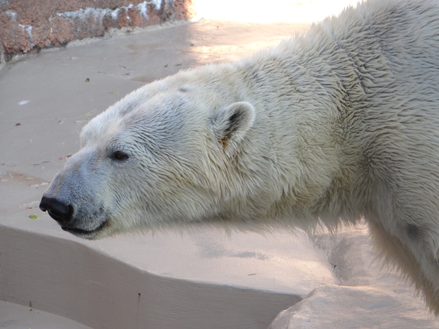 シロクマ27日本平動物園ロッシー2013｜ホッキョクグマと三角コーン