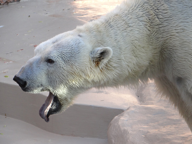 シロクマ28日本平動物園ロッシー2013｜ホッキョクグマと三角コーン