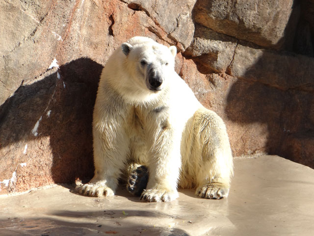 シロクマ29日本平動物園ロッシー2013｜ホッキョクグマと三角コーン