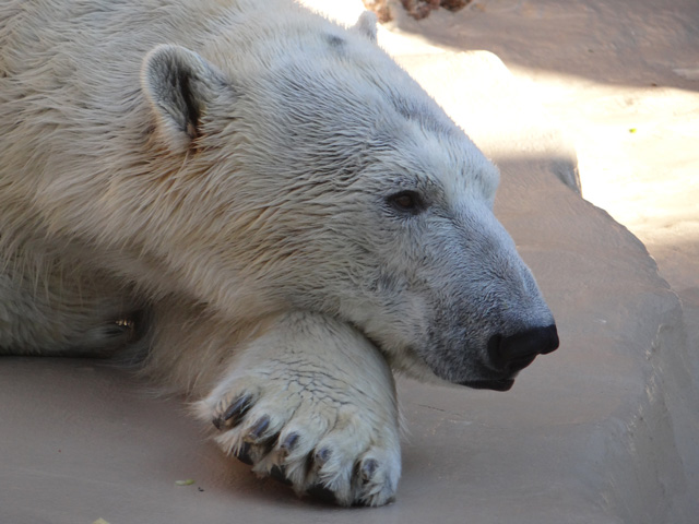 シロクマ3日本平動物園ロッシー2013｜ホッキョクグマと三角コーン