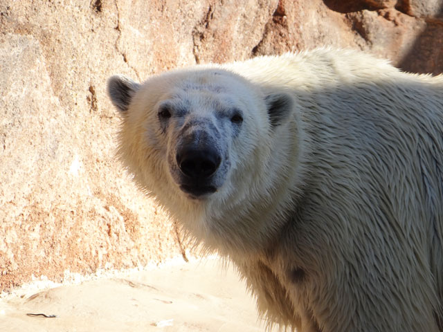 シロクマ30日本平動物園ロッシー2013｜ホッキョクグマと三角コーン