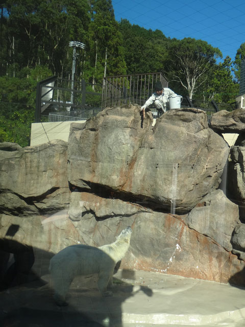 シロクマ31日本平動物園ロッシー2013｜ホッキョクグマと三角コーン
