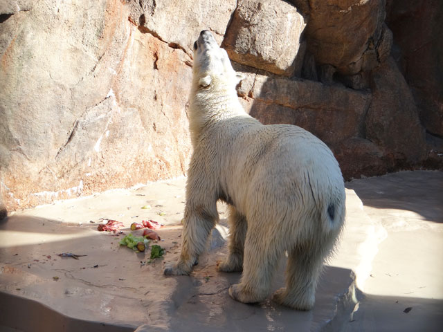 シロクマ32日本平動物園ロッシー2013｜ホッキョクグマと三角コーン