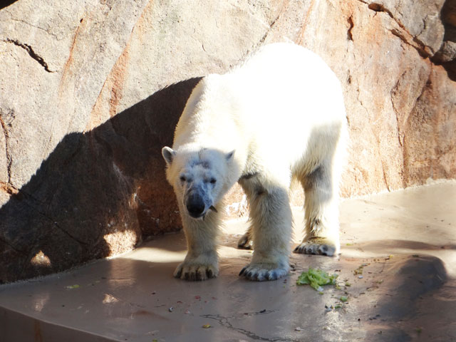 シロクマ33日本平動物園ロッシー2013｜ホッキョクグマと三角コーン
