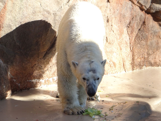 シロクマ34日本平動物園ロッシー2013｜ホッキョクグマと三角コーン