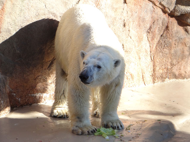 シロクマ35日本平動物園ロッシー2013｜ホッキョクグマと三角コーン