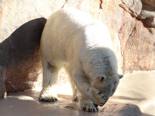 シロクマ36日本平動物園ロッシー2013｜ホッキョクグマと三角コーン