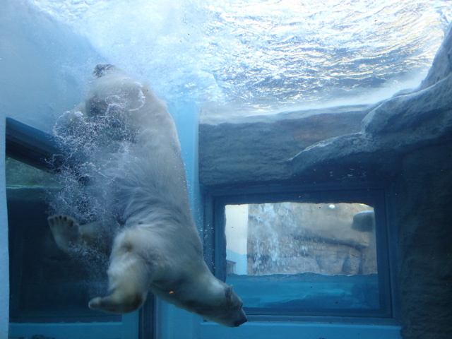 シロクマ37日本平動物園ロッシー2013｜ホッキョクグマと三角コーン