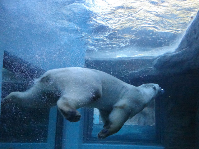 シロクマ38日本平動物園ロッシー2013｜ホッキョクグマと三角コーン