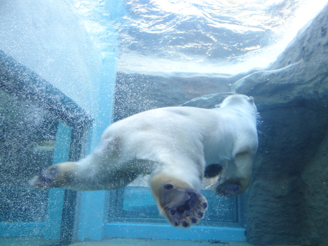 シロクマ39日本平動物園ロッシー2013｜ホッキョクグマと三角コーン