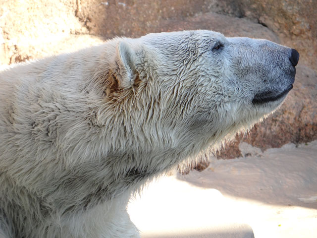 シロクマ4日本平動物園ロッシー2013｜ホッキョクグマと三角コーン