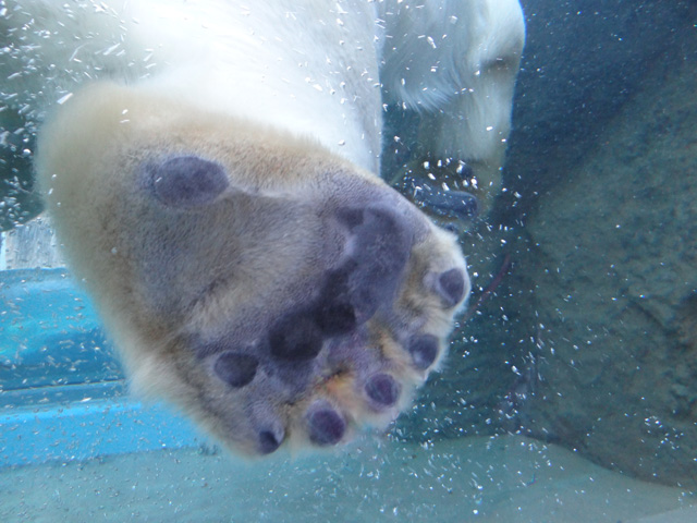 シロクマ40日本平動物園ロッシー2013｜ホッキョクグマと三角コーン