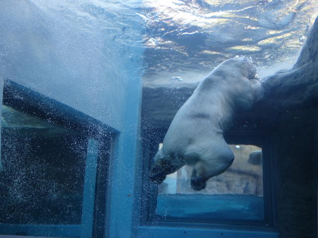 シロクマ41日本平動物園ロッシー2013｜ホッキョクグマと三角コーン