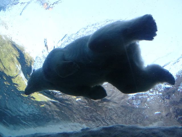 シロクマ42日本平動物園ロッシー2013｜ホッキョクグマと三角コーン