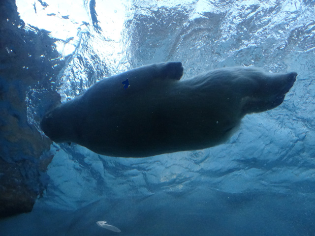 シロクマ43日本平動物園ロッシー2013｜ホッキョクグマと三角コーン