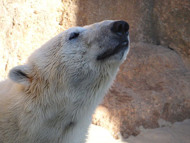 シロクマ5日本平動物園ロッシー2013｜ホッキョクグマと三角コーン