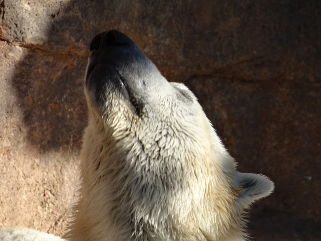 シロクマ6日本平動物園ロッシー2013｜ホッキョクグマと三角コーン