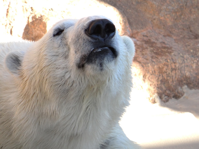 シロクマ7日本平動物園ロッシー2013｜ホッキョクグマと三角コーン
