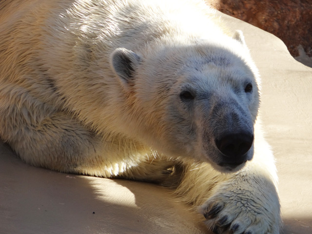シロクマ8日本平動物園ロッシー2013｜ホッキョクグマと三角コーン