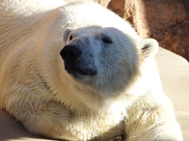 シロクマ9日本平動物園ロッシー2013｜ホッキョクグマと三角コーン
