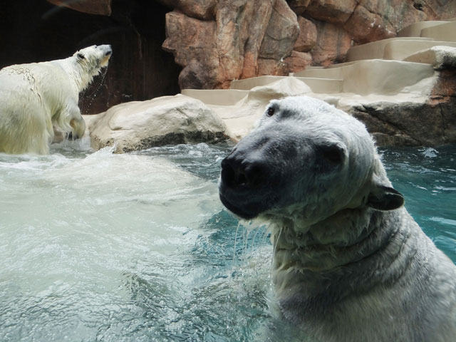 シロクマ1日本平動物園ロッシー2014｜ホッキョクグマと三角コーン