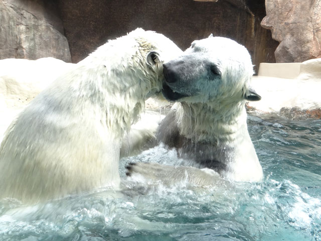 シロクマ10日本平動物園ロッシー2014｜ホッキョクグマと三角コーン