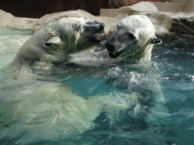 シロクマ11日本平動物園ロッシー2014｜ホッキョクグマと三角コーン