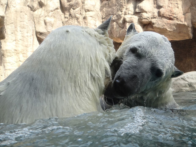 シロクマ12日本平動物園ロッシー2014｜ホッキョクグマと三角コーン