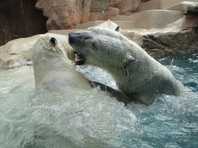 シロクマ13日本平動物園ロッシー2014｜ホッキョクグマと三角コーン