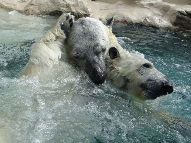 シロクマ14日本平動物園ロッシー2014｜ホッキョクグマと三角コーン