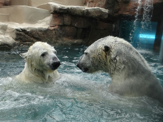 シロクマ15日本平動物園ロッシー2014｜ホッキョクグマと三角コーン