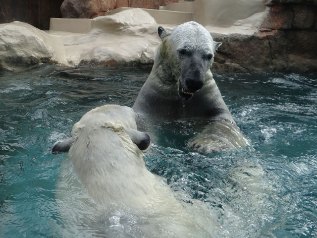 シロクマ16日本平動物園ロッシー2014｜ホッキョクグマと三角コーン