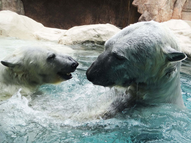 シロクマ18日本平動物園ロッシー2014｜ホッキョクグマと三角コーン