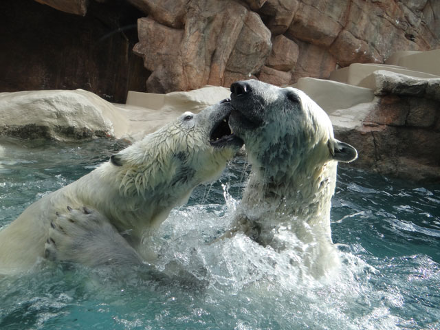 シロクマ19日本平動物園ロッシー2014｜ホッキョクグマと三角コーン