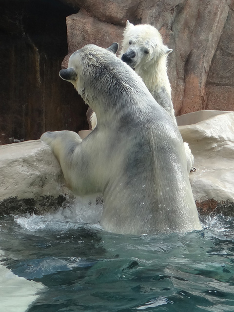 シロクマ2日本平動物園ロッシー2014｜ホッキョクグマと三角コーン