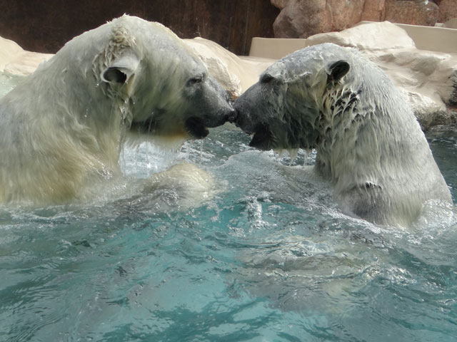 シロクマ20日本平動物園ロッシー2014｜ホッキョクグマと三角コーン