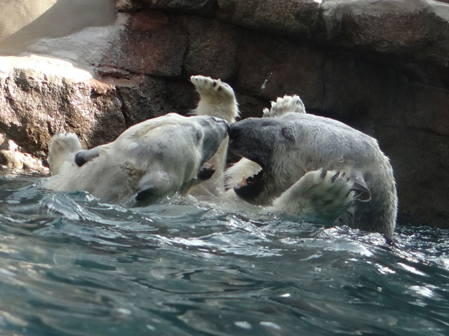 シロクマ21日本平動物園ロッシー2014｜ホッキョクグマと三角コーン