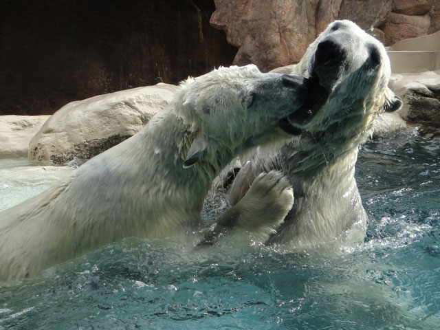シロクマ22日本平動物園ロッシー2014｜ホッキョクグマと三角コーン