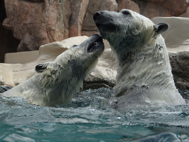シロクマ23日本平動物園ロッシー2014｜ホッキョクグマと三角コーン