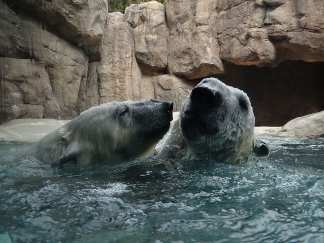 シロクマ24日本平動物園ロッシー2014｜ホッキョクグマと三角コーン