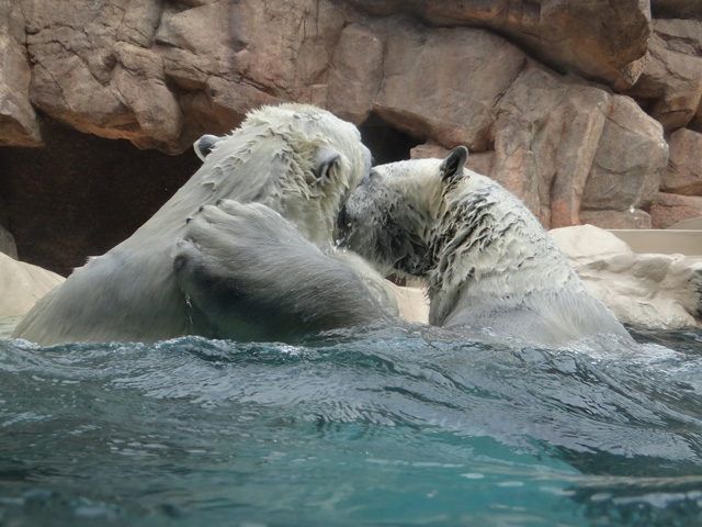 シロクマ25日本平動物園ロッシー2014｜ホッキョクグマと三角コーン