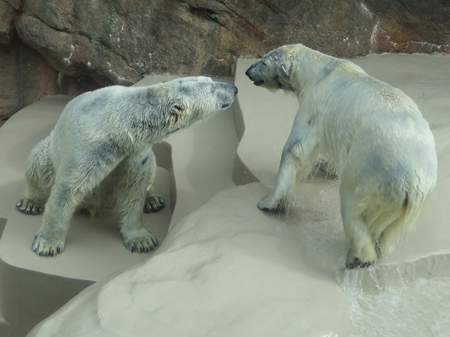 シロクマ26日本平動物園ロッシー2014｜ホッキョクグマと三角コーン